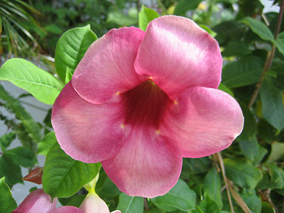 Mandevilla